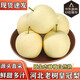 京蚨鮮正宗河北皇冠梨脆梨新鮮水果薄皮酥梨 5斤精選【250克+】?jī)糁?.5斤