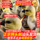 潮汕正宗獅頭鵝苗純種一斤特大種汕頭獅頭鵝活苗小獅頭鵝成年幼苗 3只（每只3兩左右）