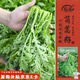 壽禾茼蒿種子苗小葉皇帝菜細(xì)葉蔬菜種籽  濰嫩7號(hào)茼蒿種子15g約6300粒