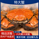 【活蟹】陽澄圣宣大閘蟹 現(xiàn)貨特大鮮活螃蟹公蟹母蟹 海鮮生鮮禮盒 全母六月黃3.0-3.3兩 十只禮盒