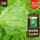 北蔬 結(jié)球生菜種子種苗圓生菜球綠葉盆栽蔬菜種籽 結(jié)球生菜種子10g