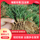 凝寒矮麥冬草苗庭院玉龍草苗耐寒踐踏四季常青別墅綠化苗木草坪花植物 散裝矮麥冬草 5斤裝
