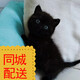 舒騰中華田園小貓咪活體田園貓寵物家養(yǎng)貓咪橘貓幼貓活體土貓貍花貓咪 田園級 黑貓 公（幼貓兩個月左右）
