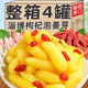 枸杞泡姜芽山東淄博特產(chǎn)生腌泡菜醋泡農家腌制生姜下飯菜新鮮姜芽 【新客必選】500g*1壇