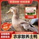 盛怡菲達 鴨子新鮮冷凍整只白條鴨散養土鴨煲湯食材鴨肉生鮮烤鴨紅燒鹵煮 1只鴨子(2斤左右/只)