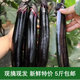 【每天現摘】東北紫茄子新鮮茄子紫把茄子新鮮蔬菜現摘現發(fā)包郵 紫茄子 5斤 每天現摘凈重包郵