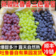 果益壽新疆葡萄【順豐冷鏈】吐魯番無核白葡萄三色玻璃脆甜馬奶提子 無核白葡萄 4.5斤 順豐冷鏈-送貨上門