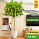 愛(ài)優(yōu)尚香水檸檬樹(shù)盆栽室內客廳陽(yáng)臺大型植物吸甲醛四季好養果樹(shù)源頭直發(fā)