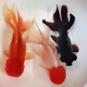 觀(guān)賞魚(yú)金魚(yú)鶴頂紅招財活體獅子頭好養鴻運當頭冷水淡水魚(yú)苗小型 14-16cm鴻運+紅獅+黑龍各1條