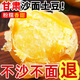 甘肅定西土豆2025年馬鈴薯洋芋沙面白心黃心新鮮蔬菜 定西土豆5斤【黃心小果】特價(jià)