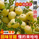 正宗潮汕油柑新鮮赤皮甘果甘甜種現(xiàn)摘腌制榨汁泡酒牛甘果橄欖水果 1斤