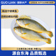 GUO LIAN國聯(lián)三去黃花魚2條共凈重2斤國產(chǎn)寧德東海大黃魚中秋聚餐海鮮食材
