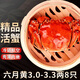 【活蟹】大閘蟹鮮活特大現(xiàn)貨海鮮洪澤湖蟹全母公蟹禮盒裝海鮮水產(chǎn) 【臻選大蟹】3.0-3.3兩8只