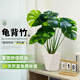 雅致40-50cm龜背竹花卉盆栽客廳綠植室內(nèi)好養(yǎng)辦公室桌面擺件源頭直發(fā)