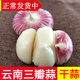 辰實【新干蒜】云南三丫蒜  紫皮大蒜 大理三瓣蒜大果 大蒜頭臘八蒜 5斤云南三瓣蒜