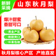 山東秋月梨正宗中秋新鮮水果生鮮梨子 精品果 凈重4.5斤 單果300g+