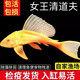 凱希慕黃金紅眼女王清道夫大帆女皇活體大小型垃圾異型魚熱帶觀賞魚 純正紅眼女王8-10cm【1條】