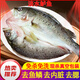 淡水鱸魚新鮮冷凍鮮活海鮮水產清蒸鱸魚超大3條淡水鱸魚現(xiàn)殺真空 鱸魚凈重6-7兩一條