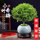 小葉赤楠老樁盆栽迷你植物花卉辦公室內桌面小綠植好養(yǎng)四季盆景 精品赤楠+冰裂釉陶盆+底托+苔蘚 1