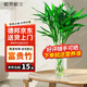 植男植女綠富貴竹水培竹子植物綠植室內(nèi)好養(yǎng)盆栽不帶根發(fā)財6/70cm源頭直發(fā)