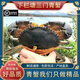生鮮包活三門青蟹海鮮膏蟹母螃蟹紅膏鱘肉蟹公蟹溫州猷蠓禮品盒裝 公蟹1.5斤【2-3只】肉蟹