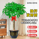 臨雅30天包活發(fā)財(cái)樹(shù)大盆栽室內(nèi)綠植客廳大型步步高招財(cái)樹(shù)植物喬遷開(kāi)業(yè) 發(fā)財(cái)樹(shù)1.3-1.4米（福字款）送土+彩帶+肥