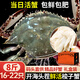 【鮮活發(fā)貨】尚致青島梭子蟹鮮活螃蟹梭子蟹活蟹海蟹飛蟹中秋禮盒 【8斤禮盒】超大16-22只鮮活精選