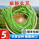蘇北農(nóng)家露天時令新鮮蔬菜長缸豆長豆角四季豆蕓姜豆泡菜原料批發(fā) 5斤