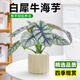 愛(ài)優(yōu)尚白犀牛海芋盆栽桌面植物天鵝絨竹芋花卉綠植四季可吸甲醛源頭直發(fā)