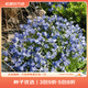 虹越萌吖吖花卉種子 風(fēng)鈴草勿忘我滿天星福祿考角堇等庭院花卉種子 風(fēng)鈴草  阿爾卑斯微風(fēng) 藍(lán)色