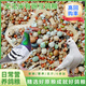 新鴿子糧20斤營養(yǎng)有玉米無玉米鴿糧鴿子飼料信鴿成幼鴿觀賞鴿5斤 無玉米鴿糧 40斤