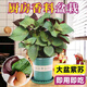 紫蘇盆栽紫蘇苗帶土可食用新鮮雙面香草紫蘇葉苗綠植庭院陽(yáng)臺(tái)四季 【紫蘇】大盆加侖盆  盆+苗 高30 送營(yíng)養(yǎng)土2L