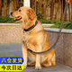 迪普爾狗繩大型犬牽引繩拉布拉多狗鏈狗狗牽引繩狗項圈大狗狗脖圈* L碼 建議45-80斤內 *