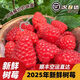 云南怡顆莓紅樹(shù)莓新鮮熱帶水果孕婦覆盆子大烘培點(diǎn)綴當季順豐 產(chǎn)地直發(fā) 125g 應季鮮果/現摘現發(fā)/順豐空運