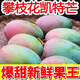 整箱新鮮水果攀枝花凱特芒果出口品質(zhì)順豐包郵 攀枝花凱特芒果新鮮現(xiàn)摘 5斤掌柜推薦