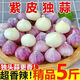 星派果（XINGPAIGUO）云南正宗紫皮獨(dú)頭蒜干蒜蒜王糖蒜紅皮濕蒜農(nóng)家辛辣珍珠蒜干蒜頭 獨(dú)頭蒜  5斤裝特大果3.5cm以上
