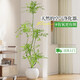 植男植女南天竹室內(nèi)辦公室精品大型綠植盆栽客廳造景真樹四季常青源頭直發(fā)