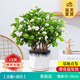 開(kāi)時(shí)果 茉莉花盆栽濃香型 桌面綠植物陽(yáng)臺(tái)花卉樹(shù)苗盆景擺件源頭直發(fā)包郵 精品茉莉花5-10株【淡墨瓷盆】