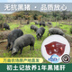 初土記無抗黑豬肝2斤 林下放養(yǎng)1年 皖南黑毛土豬肉 純糧放養(yǎng) 原產(chǎn)地直發(fā)