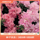 虹越進口矮牽牛種子 萌吖吖系列花園陽臺易種可垂吊花卉種子 重瓣矮牽牛 雙瀑布粉紅色