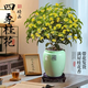 臨雅四季桂花盆栽樹(shù)苗新中式盆景矮樁辦公室綠植物福喜青瓷盆源頭直發(fā)