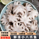 新鮮八爪魚(yú)鮮活冷凍小章魚(yú)迷你短腿八抓魚(yú)大爆頭去內臟撈汁小海鮮 小八爪魚(yú)5斤（約50個(gè)左右）
