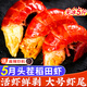 尚致龍蝦尾大號鮮凍無(wú)冰小龍蝦尾活剝蝦球單凍蝦尾批發(fā)商用 大號龍蝦尾 5斤 當季新貨