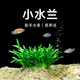 魚(yú)缸水草水培植物活體懶人造景養魚(yú)凈化水質(zhì)的水草小水蘭 小水蘭15根 送15根【共發(fā)30根】