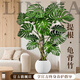 臨雅特級龜背竹客廳大盆栽老樁大葉室內大型落地綠植物高級感盆景好養 【旗艦款】提根龜背竹1.1-1.3m+白色圓球盆