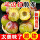 【脫骨李】四川青脆李子茵紅李空心脫骨李半邊紅新鮮采摘發(fā)貨脆甜 整箱5-5.2斤【中大果14g-22g】