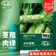 壽禾 萵筍種子種苗尖葉秋季青筍蔬菜種籽 濰育尖葉萵筍種子10g/袋*2