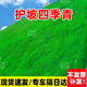 護(hù)坡固土草籽耐寒耐旱邊坡綠化工程草坪草種子免修剪黑麥草高羊茅 護(hù)坡四季青10斤【快速?gòu)?fù)綠】