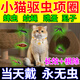 小貓項圈驅蟲(chóng)貓咪防跳蚤體外小幼犬除螨去虱子驅蚊蜱蟲(chóng)圈寵物用品 招財貓【長(cháng)效驅蟲(chóng)】1~6斤寵物用