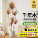 花行榜大型綠植物客廳室內盆栽花卉七彩鐵千年木1.4-1.6m聚寶盆源頭直發(fā)